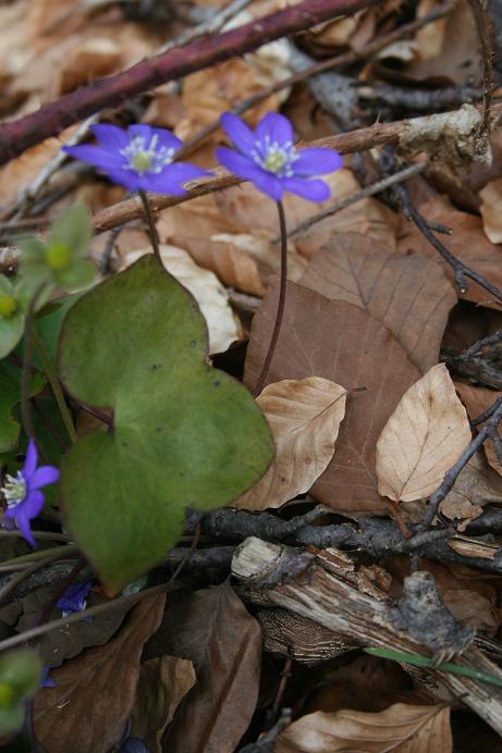 Hepatica nobilis